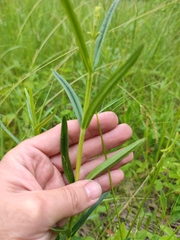 Gentiana pneumonanthe