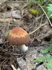 Psathyrella piluliformis