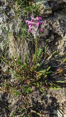 Pedicularis sudetica