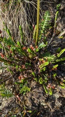 Pedicularis sudetica
