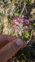 Pedicularis sudetica