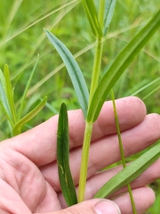 Gentiana pneumonanthe