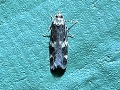 Oegoconia novimundi