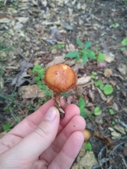 Chalciporus piperatus