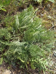 Artemisia marschalliana