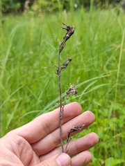 Gentiana pneumonanthe