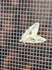 Protodeltote muscosula