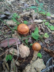 Chalciporus piperatus