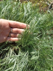 Artemisia marschalliana