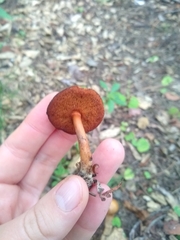 Chalciporus piperatus