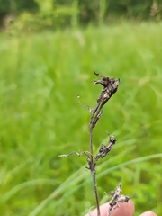 Gentiana pneumonanthe