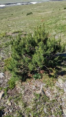 Pinus albicaulis