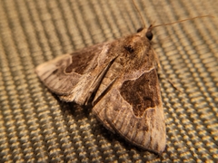 Hypena manalis