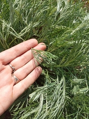 Artemisia marschalliana