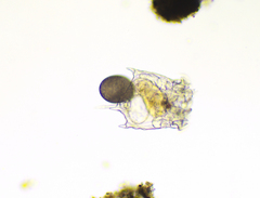Plationus patulus