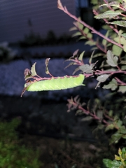 Paonias excaecata