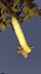 Paonias excaecata