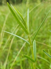 Gentiana pneumonanthe