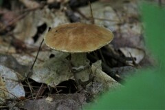 Suillus acidus