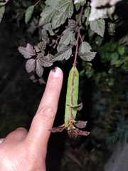Paonias excaecata