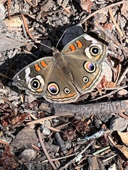 Junonia grisea