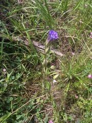 Gentianopsis crinita