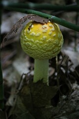 Amanita muscaria guessowii