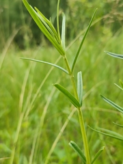 Gentiana pneumonanthe