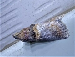 Acrobasis angusella