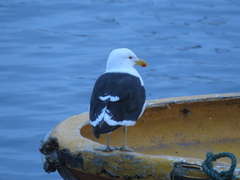 Larus dominicanus