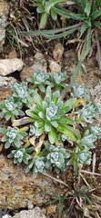 Draba nivicola