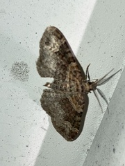 Xanthorhoe ferrugata