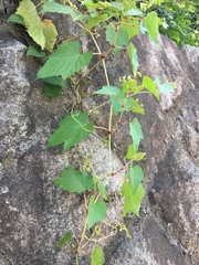 Ampelopsis glandulosa heterophylla