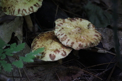 Suillus americanus