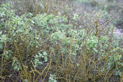 Cryptocarpus pyriformis