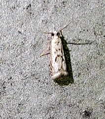 Microcrambus kimballi