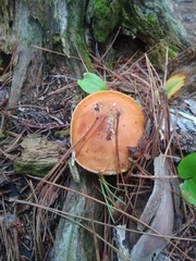 Hemileccinum