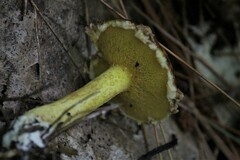 Suillus americanus