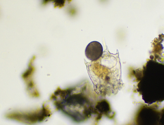 Plationus patulus