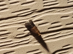 Eulogia ochrifrontella