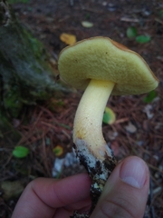 Hemileccinum