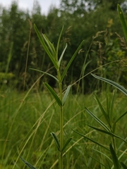 Gentiana pneumonanthe