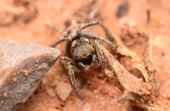 Habronattus borealis
