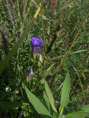 Gentianopsis crinita