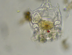 Plationus patulus