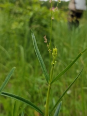 Gentiana pneumonanthe