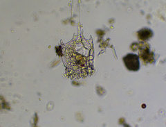 Plationus patulus