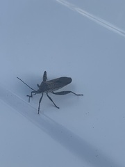 Physomerus grossipes