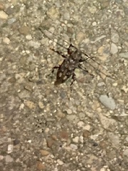 Astyleiopus variegatus