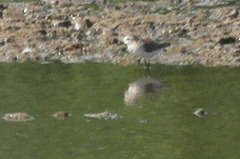 Calidris pusilla